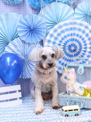 20231119ここちゃん